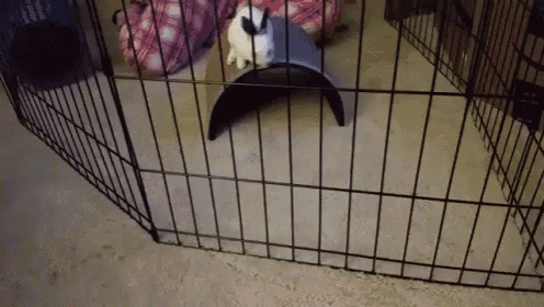 Bunny 1 Cage 0 GIF - Bunny Cage Slip GIFs