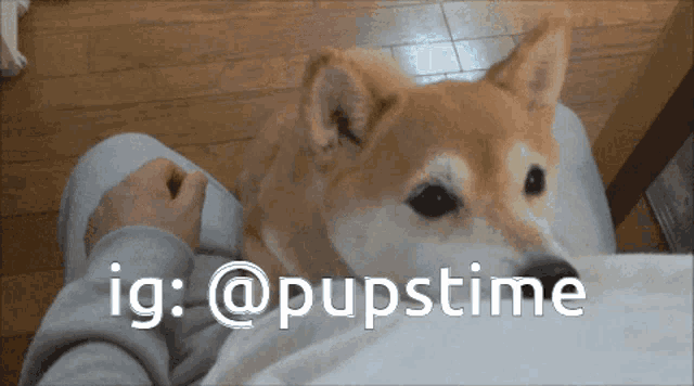 a dog laying on a person 's lap with ig @pupstime written on the bottom