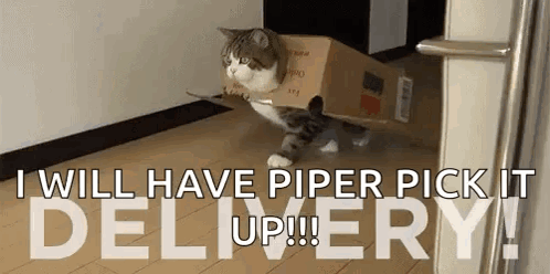 Cat Funny Animals GIF - Cat Funny Animals Package GIFs