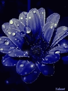 a close up of a blue flower with water drops on the petals by yahoot