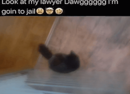 Cat Lawyer Cat Meme GIF - Cat Lawyer Cat Meme Look At My Lawyer GIFs