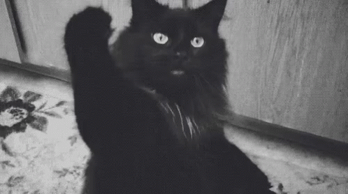 Kara Kedi GIF