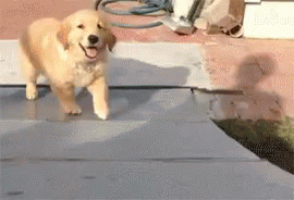 Puppy Happy GIF - Puppy Happy Slide GIFs