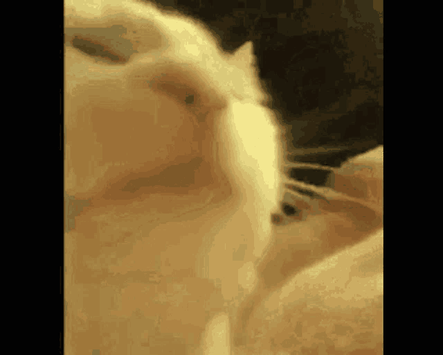 a close up of a white cat 's face with a black eye .