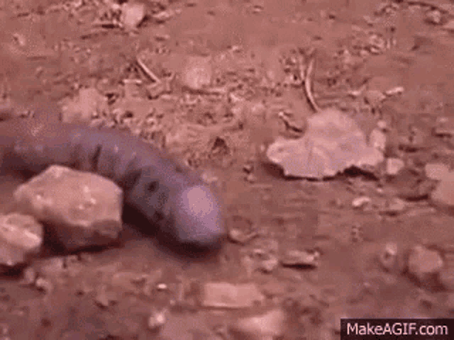 Cockbeetle Worm GIF - Cockbeetle Worm Crawl GIFs