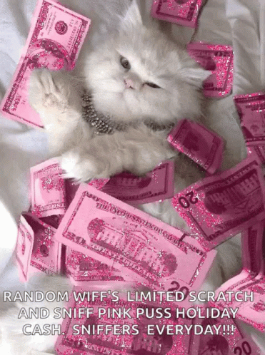 Swag Cat GIF - Swag Cat Money GIFs