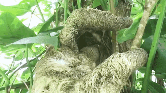 Embrace International Sloth Day GIF - Embrace International Sloth Day Sloth Parent GIFs