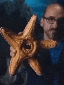 Starfish Gusher GIF - Starfish Gusher Gusher Starfish GIFs