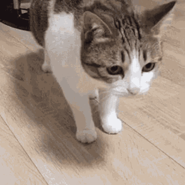 Dramatic Funny GIF - Dramatic Funny Cat GIFs