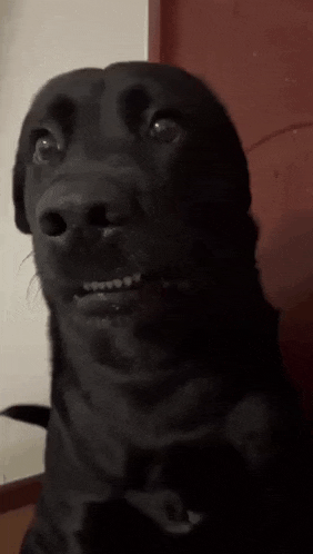 a black dog is making a funny face with its mouth open and looking at the camera .