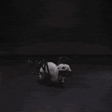 a white rabbit is holding a drum in its mouth while standing on a wooden stick .