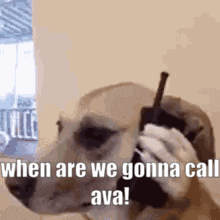 a dog is talking on a cell phone with the words `` when are we gonna call ava '' .