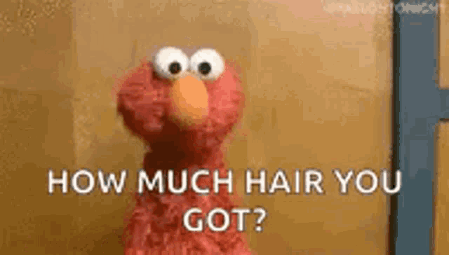 elmo from sesame street is talking about how much hair he has .