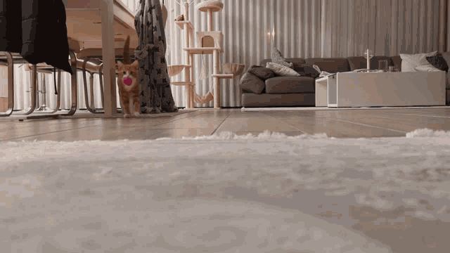 a dog playing with a ball in a living room with a couch