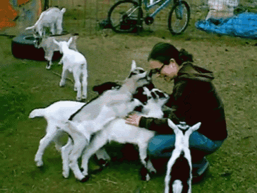 Goats Vs. Human GIF - Goat Girl Tackle GIFs