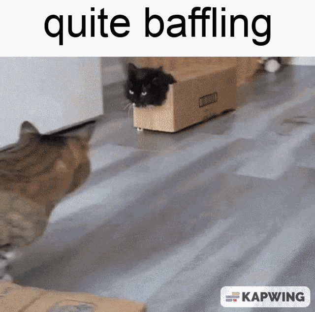 Quite Baffling Black Cat Box GIF - Quite Baffling Black Cat Box GIFs