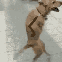 a dog is standing on its hind legs in a pool with a stick on its back .