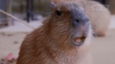 Capivara Reclamando GIF - Capybara Capivara Gritando GIFs