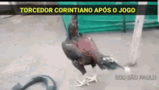 a rooster standing next to a horseshoe with the words torcedor corinthiano após o jogo written on the bottom