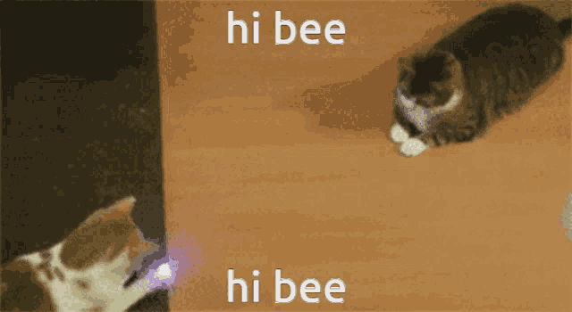 two cats are playing with a light that says hi bee on the bottom