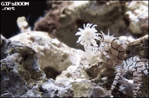 a gif from gifsboom.net shows a crab and a flower