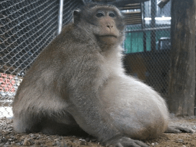 a monkey is sitting on the ground in a cage