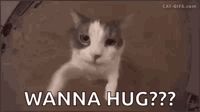 a cat is looking at the camera and says `` wanna hug ? ''
