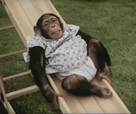Dier GIF - Monkey Slide Sliding To Dms Be Like GIFs