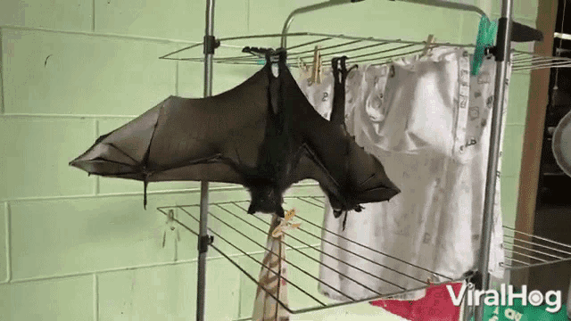 Bat Wide GIF - Bat Wide Shrink GIFs