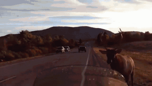 a deer is standing on the side of a highway