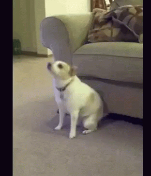 Funny A Nimals Dogs GIF - Funny A Nimals Dogs Dance GIFs