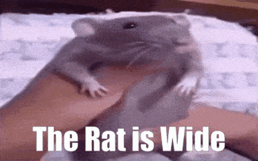 a person is holding a rat in their hand and the rat is wide