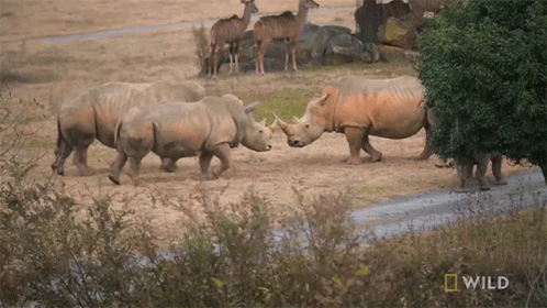 Group Up Rhino Gets A Mud Bath Secrets Of The Zoo GIF - Group Up Rhino Gets A Mud Bath Secrets Of The Zoo World Rhino Day GIFs