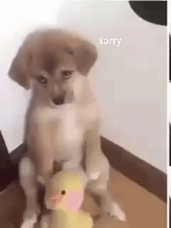 Guilty Dog GIF - Guilty Dog Apologize GIFs