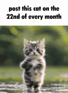 a kitten standing on its hind legs with the words post this cat on the 22nd of every month above it