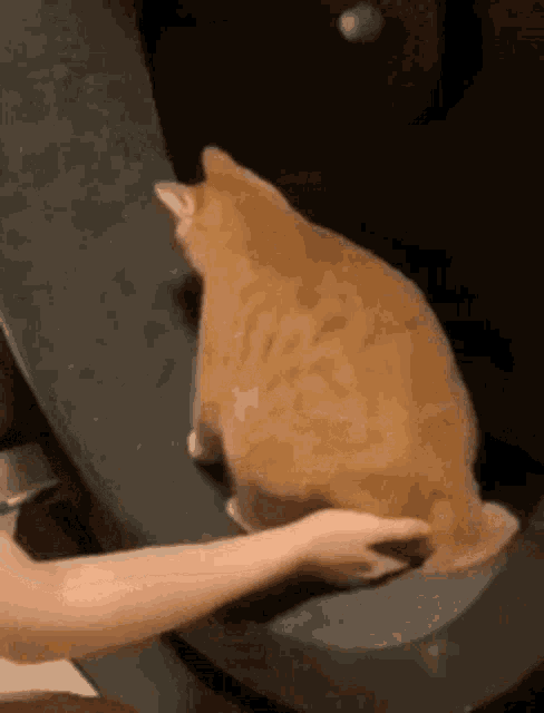 a person is petting an orange cat sitting on a table .