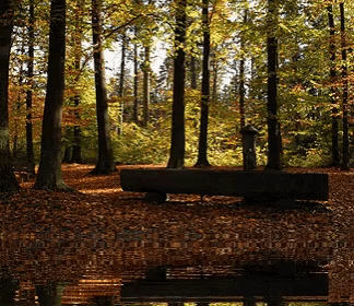 a wooden bench sits in the middle of a forest near a pond