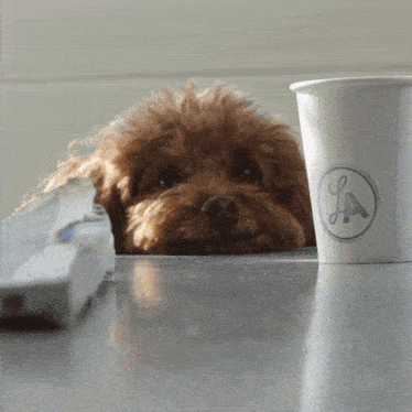 a small brown poodle laying next to a la cup