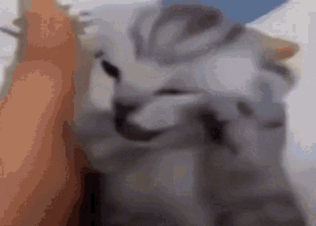 a close up of a person petting a cat 's face