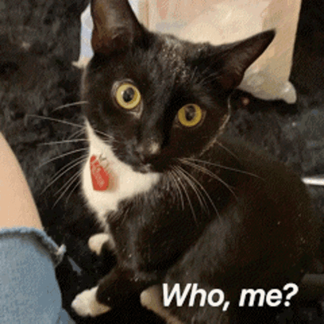 a black and white cat with yellow eyes is sitting next to a person with the words who me written below it