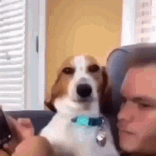 a dog is sitting next to a man on a couch .