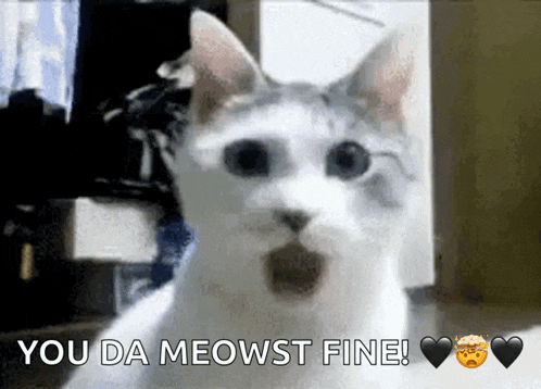 a picture of a cat with the words you da meowst fine below it