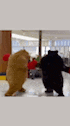 two stuffed animals , one brown and one black , are boxing each other .