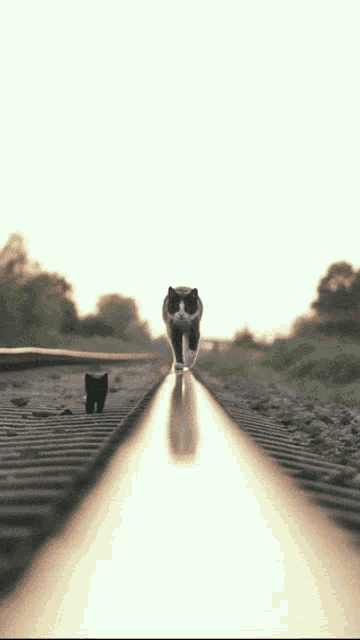 Cat Walking GIF - Cat Walking Kitten GIFs