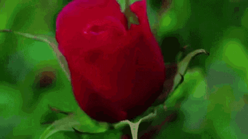 a close up of a red rose with green leaves on a green background .