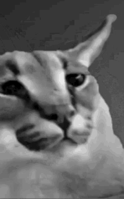 a close up of a cat 's face in a black and white photo .