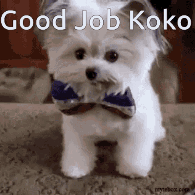 Koko Good Job GIF - Koko Good Job Good Job Koko GIFs