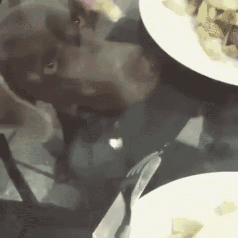 Dog Vs Glass GIF - Chip Hungry Sad GIFs