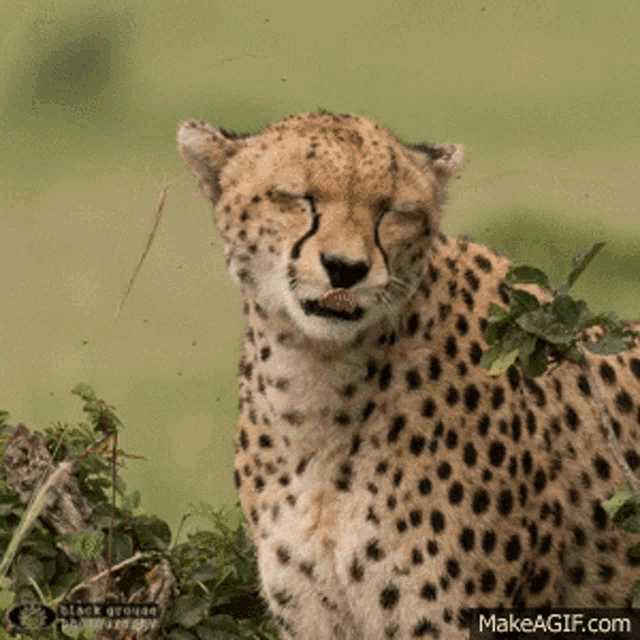 Unimpressed Cheetah GIF