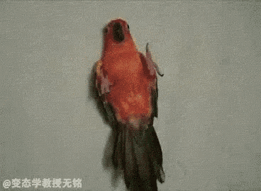 a red parrot is standing on a gray surface .